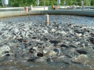 business plan for catfish farming in nigeria